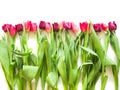 Row on pink rose and purple tulips Royalty Free Stock Photo