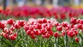 Row of pink Tulip flowers in Holland, Michigan during spring time Royalty Free Stock Photo