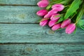 Row of pink tulips against a blue background with space for the text. Festive flower background for a Mother`s Day or other Royalty Free Stock Photo