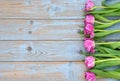 Row of pink tulips on a blue grey knotted old wooden background with empty space layout Royalty Free Stock Photo