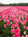 Row of pink tulips Royalty Free Stock Photo