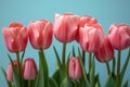 A row of pink tulips on a light blue background, in a flat lay style. Royalty Free Stock Photo