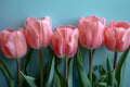 A row of pink tulips on a light blue background, in a flat lay style. Royalty Free Stock Photo