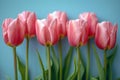 A row of pink tulips on a light blue background, in a flat lay style. Royalty Free Stock Photo