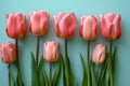 A row of pink tulips on the right side on a light blue background in a flat lay. Royalty Free Stock Photo
