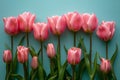 A row of pink tulips on the right side on a light blue background in a flat lay. Royalty Free Stock Photo