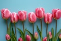 A row of pink tulips on the right side on a light blue background in a flat lay. Royalty Free Stock Photo
