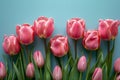 A row of pink tulips on the right side on a light blue background in a flat lay. Royalty Free Stock Photo