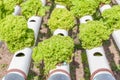 Row of planting of Hydroponics green salad vegetables.