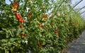 Row of plants of cluster tomatoes in a greenhouse