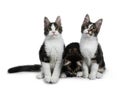 Row of playing Maine Coon cat kittens, Isolated on white background. Royalty Free Stock Photo