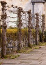 Row of Pleached Trees