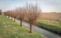 Row of pollard willows along a polder ditch Royalty Free Stock Photo