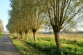 Row of pollard willows at a country lane