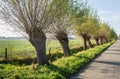 Row of pollard willows in a street Royalty Free Stock Photo