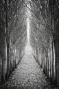 In a row poplar trees Royalty Free Stock Photo