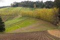 Row of poplar trees in the Dandenong Ranges Royalty Free Stock Photo