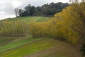 Row of poplar trees in the Dandenong Ranges Royalty Free Stock Photo