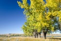 Row of Poplar Trees with fall colors and Lake Diefenbaker Royalty Free Stock Photo