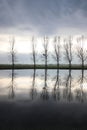 Row of poplar trees reflecting in the water of the non frozen ice court