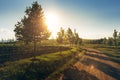 Row Of Poplar Trees With Vineyards In Foreground. Lefkadia, Russ Royalty Free Stock Photo