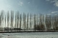 Row of poplar trees in the winter Royalty Free Stock Photo