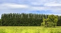 Row of Poplars