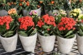 Row of potted coral red kalanchoe blossfeldiana plant in the garden shop