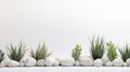 A row of potted plants and rocks on a white background. This image shows a variety of succulents and cacti in white pots