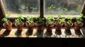 Row of potted plants in a sunny windowsill Royalty Free Stock Photo