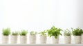 a row of potted plants on a white background