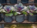 A Row of Potted Plants on Wooden Shelves