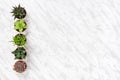 Row of succulent plants on marble background Royalty Free Stock Photo