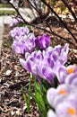 Row of purple crocuses. Royalty Free Stock Photo