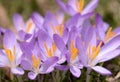 Row of purple crocuses like supplicants to the sun