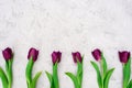 Row of purple spring tulip flowers against a light stone background. Flat lay. Copy space. Mothers Day Royalty Free Stock Photo