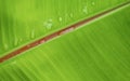 Raindrops on banana leaf surface for natural background design concept Royalty Free Stock Photo