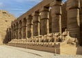 Row of ram-headed sphinxes in front of a row of columns in the first courtyard of the Temple of Amun at Karnak near Luxor, Egypt.