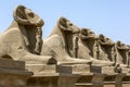 A row of ram statues at the enterance to the Karnak Temple in Luxor, Egypt. Royalty Free Stock Photo