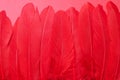 a row of real feathers on a red background