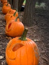 A row of real halloween pumpkins jack o lantern