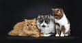 Row of a red and black smoke Britisch Longhair and a cinnamon with white British Shorthair cats kittens Royalty Free Stock Photo