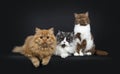 Row of a red and black smoke Britisch Longhair and a cinnamon with white British Shorthair cats kittens
