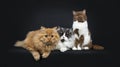 Row of a red and black smoke Britisch Longhair and a cinnamon with white British Shorthair cats kittens Royalty Free Stock Photo