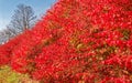 Row of red burning bush in Autumn color Royalty Free Stock Photo