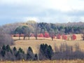 Row of Red Maple trees line a FingerLakes hillside in Autumn Royalty Free Stock Photo