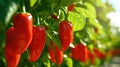 Row of red peppers, greenhouse cultivation, organic farming themed