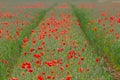 Row of red poppies on a field of wheat
