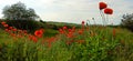 Row of red poppies on green hills on a sunny summer day Royalty Free Stock Photo
