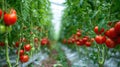 row of red tomato plants in greenhouse. Royalty Free Stock Photo